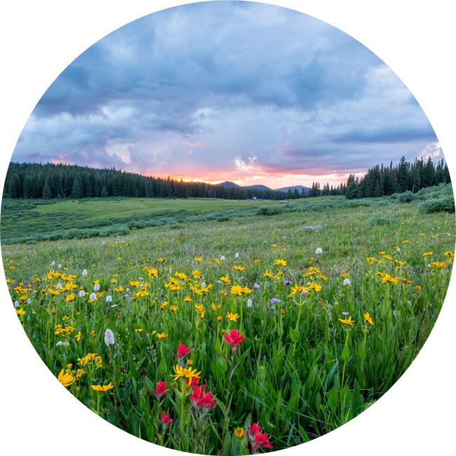 Round image of an open field speckled with wildflowers with a blue cloudy sky and a peek of a pink sunrise.