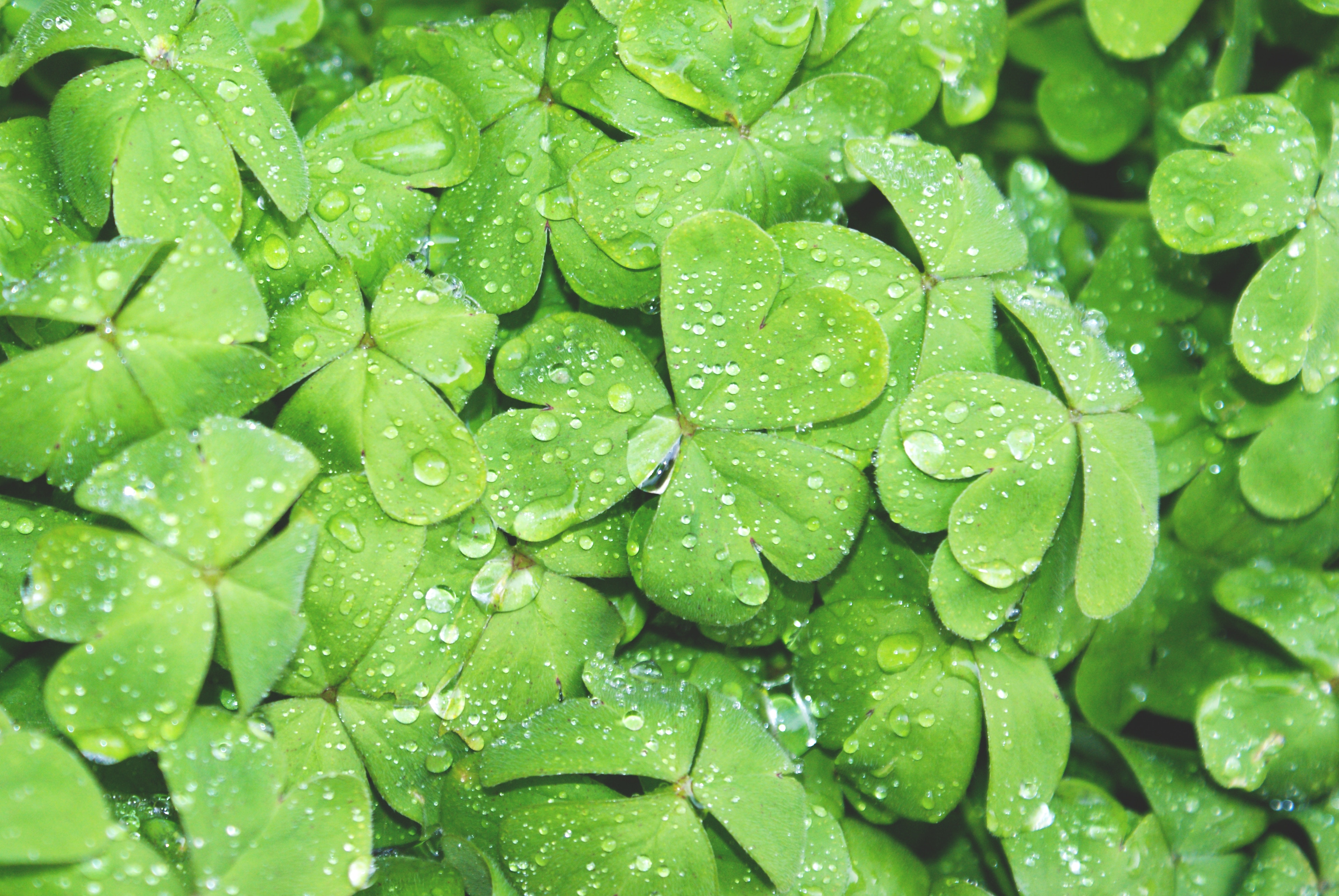 Green clovers
