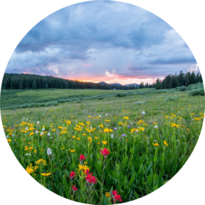 Round image of an open field speckled with wildflowers with a blue cloudy sky and a peek of a pink sunrise.