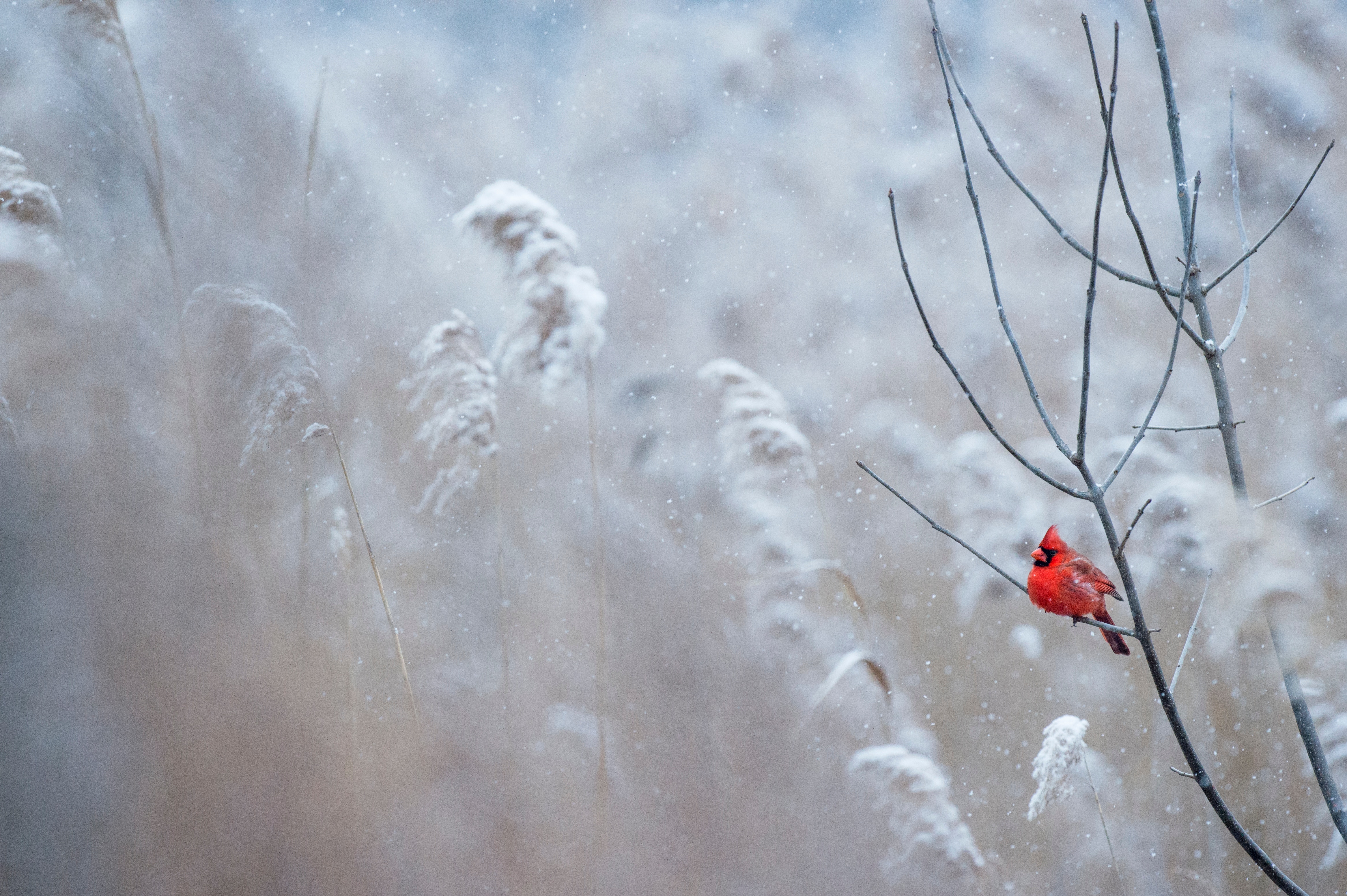 winter cardinal
