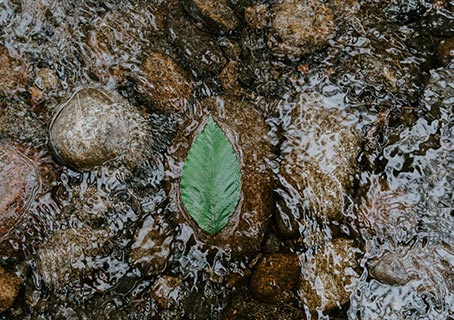 Leaf resting on rocks in shallow water